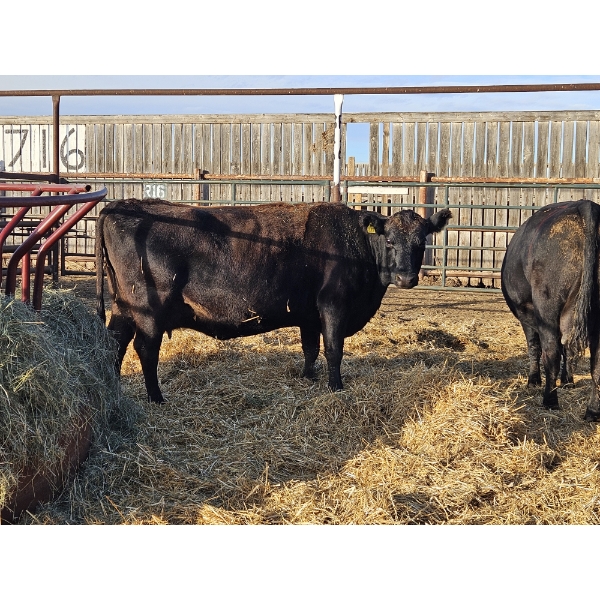 Anna Penner  - 1 Jersey Cow (Pen 440)