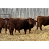 Image 11 : Winn Man Farms - 780# March Delivery Steers - 78 Head (Winnipegosis, MB)