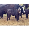 Image 4 : DL Edge Holdings - 550# November Delivery Steer Calves - 60 Head (Marwayne, AB)