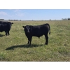 Image 4 : AJS Ranch - 600# October Delivery Steer Calves - 35 Head (Botha, AB)