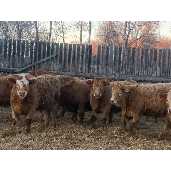 Leonard, Bonnie & Blair Zdan - 900# January Delivery Weaned Heifers - 68 Head (Alonsa, MB) VBP+
