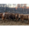 Image 1 : Leonard, Bonnie & Blair Zdan - 900# January Delivery Weaned Heifers - 68 Head (Alonsa, MB) VBP+