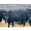 Image 2 : Crooked Creek Farms - 17 Black 4th Calvers (Pen 422)