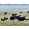 Image 7 : Josh Maser - 530# November Delivery Steer Calves - 195 Head (Elkwater, AB)