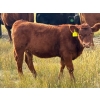 Image 3 : JR Cattle Company Ltd. - 510# October Delivery Heifer Calves - 30 Head (Fort Macleod, AB)