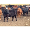 Image 3 : Range 45 Ranch Ltd. - 925# March Delivery Weaned Steers - 200 Head (Dewberry, AB)