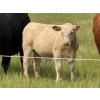Image 5 : John Bland - 640# October Delivery Steer Calves - 60 Head (Strathmore, AB)