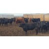 Image 4 : South Island Farms - 830# March Delivery Steers - 140 Head (Bow Island, AB)