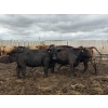 Image 7 : Cromer Cattle Company Inc. - 940# September Delivery Heifers - 64 Head (Cromer, MB)