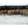 Image 2 : Vossepoel Cattle Co. - 595# December Weaned Heifers - 198 Head (Tilley, AB)