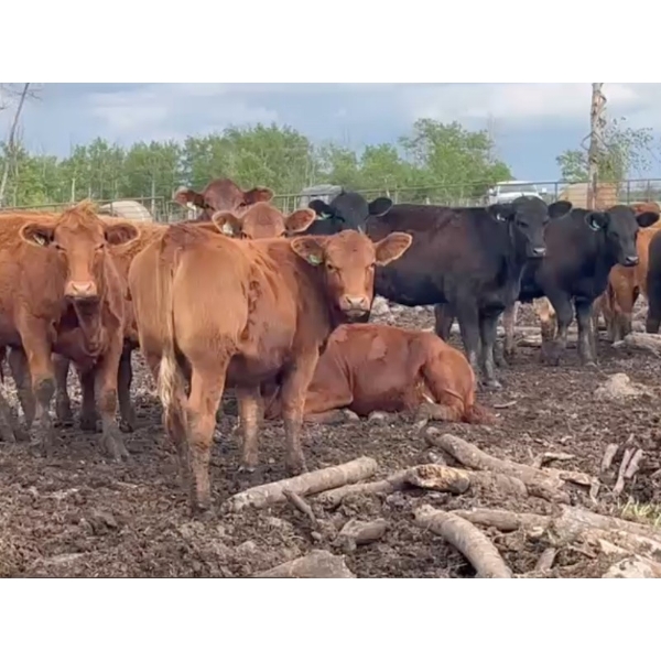 Klause Farms - 770# July Delivery Heifers - 65 Head (Onoway, AB)