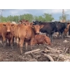 Image 1 : Klause Farms - 770# July Delivery Heifers - 65 Head (Onoway, AB)