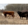 Image 3 : C & L Livestock - 29 Red Mature 3-Way Pairs (Edam, SK) VBP+