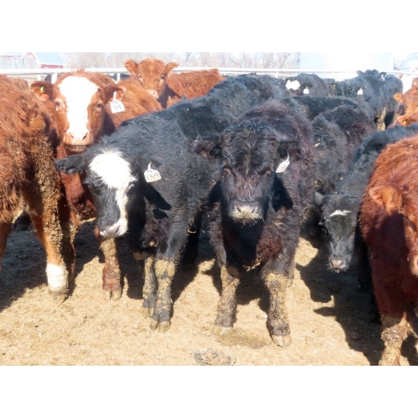 Little Rainbow Ranch - 725# March Delivery Steers - 84 Head (Moosomin, SK)