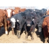 Image 1 : Little Rainbow Ranch - 725# March Delivery Steers - 84 Head (Moosomin, SK)