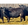 Image 5 : East Hilltop Holdings - 24 Black Maine X Angus Replacement Heifers (Carstairs, AB)