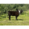 Image 5 : Cutting Edge/Holtry Creek - 540# November Delivery Heifer Calves - 110 Head (100 Mile House, BC)
