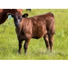 Image 2 : Richard Beekman - 540# November Delivery Heifer Calves - 30 Head (Strathmore, AB)