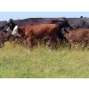 Image 11 : Calvin Rydzik - 525# November Delivery Heifer Calves - 110 Head (Glenavon, SK)