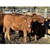 Image 3 : Alta Bar Ranch - 600# October Delivery Steer Calves - 100 Head (Rimbey, AB)