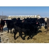 Image 4 : Kris Springer - 50 November Delivery Black Angus X Bred Heifers (Foam Lake, SK)