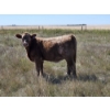 Image 8 : Johnston Ranches - 615# October Delivery Heifer Calves - 75 Head (Hanna, AB)