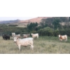 Image 2 : Wyatt & Meg Isaacson - 950# Sept/Oct Delivery Grass Steers - 61 Head (Killdeer, SK)
