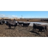 Image 14 : Cattlewood Farms Ltd. - 670# July Delivery Heifers - 90 Head (Fincastle, AB)