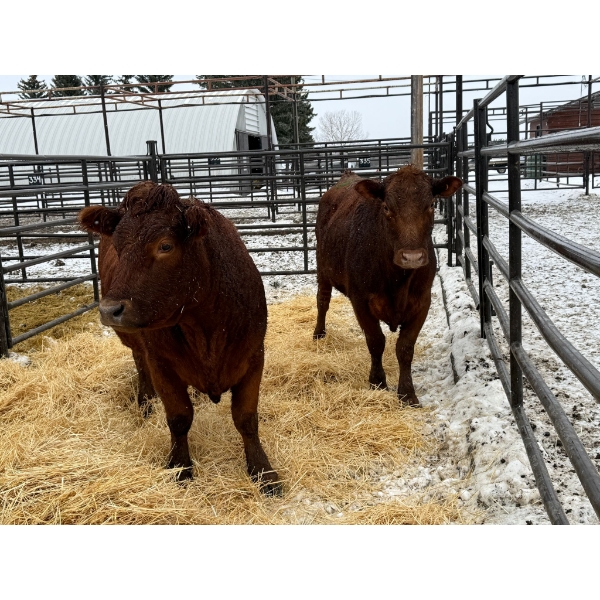Spruce Ridge Farms - 2 3-5 Year-Old Cows (Pen 435) *Later Calving*