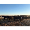 Image 6 : Rowdy Ross - 36 Black/Black X April/May Calving Bred Heifers (Langham, SK)
