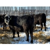 Image 10 : Greg Trewin - 26 BBF/BWF/Black Bred Heifers (Coulter, MB)