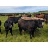 Image 14 : Chipping Hill Cattle Co. - 1025# October Delivery Grass Steers - 300 Head (Zhoda, MB)