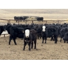 Image 3 : South Ridge Simmentals - 625# May Delivery Heifers - 95 Head (Monarch, AB)
