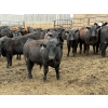 Image 5 : Hegedys Ranching - 975# April Delivery Steers - 170 Head (Acme, AB)
