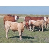 Image 6 : Johnson's Hwy 36 Farm - 620# Steer Calves - 100 Head (Vauxhall, AB) 