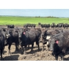Image 3 : Terry Hines Livestock - 40 Black March Calving Bred Heifers (Marwayne, AB)