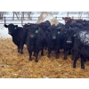 Image 4 : Jay Be Acres Ltd. - 800# February Delivery Steers - 75 Head (Deloraine, MB)