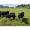 Image 3 : Devick’s Ranch - 585# October Delivery Steer Calves - 310 Head (Kamloops, BC)