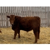 Image 7 : Francis Dyck - 670# February Delivery Steers - 53 Head (Swift Current, SK)