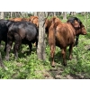 Image 12 : Turtleview Livestock - 975# July Delivery Grass Heifers - 186 Head (Goodlands, MB)
