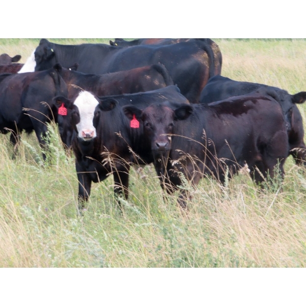 Pleasant Vista Farms - 675# October Delivery Steer Calves - 90 Head (Peebles, SK)