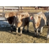 Image 11 : Stankievech Ranches - 770# January Delivery Steers - 80 Head (Trochu, AB)