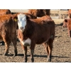 Image 6 : Scott & Gail Sapergia - 10 RBF Simm X November Delivery Bred Heifers (Hays, AB)