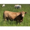 Image 13 : Lazy T Ranch - 1025# August Delivery Grass Heifers - 240 Head (Indian Head, SK) 