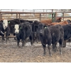 Image 5 : Grant & Hali Taillieu - 675# March Weaned Steers - 440 Head (Drayton Valley, AB)