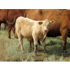 Image 7 : Ernie, Kathy & Kyle Lee - 580# Steer Calves - 90 Head (Hanna, AB)