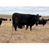 Image 3 : C & L Livestock - 29 Black 3rd Calf 3-Way Pairs (Edam, SK) VBP+