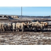 Image 1 : 9 - 9 Ranch Ltd. - 710# February Delivery Heifers - 75 Head (Coronation, AB)