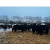 Image 4 : Chris Bartel - 900# March Delivery Heifers - 70 Head (Fort Vermilion, AB)