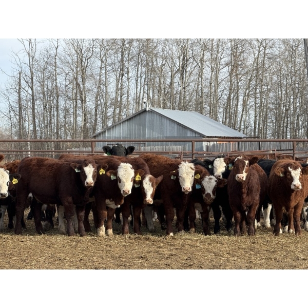 Garth & Theresa Kauppi - 870# November Delivery Weaned Steers - 70 Head (Eckville, AB)